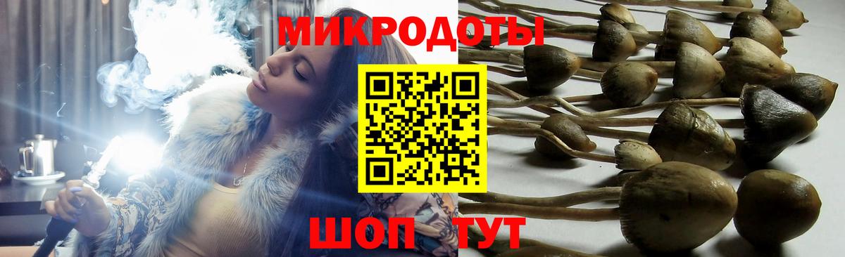 Галлюциногенные грибы Psilocybe Псков